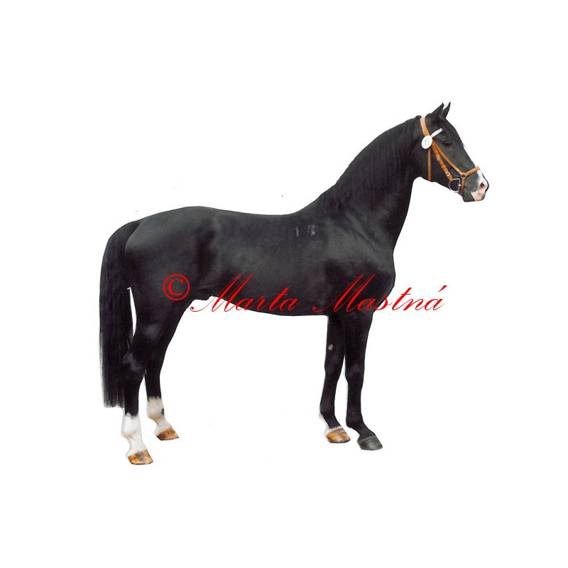 Samolepka teplokrevník Lopez